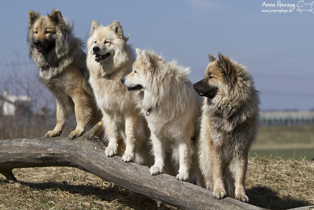 Eurasier Meeting