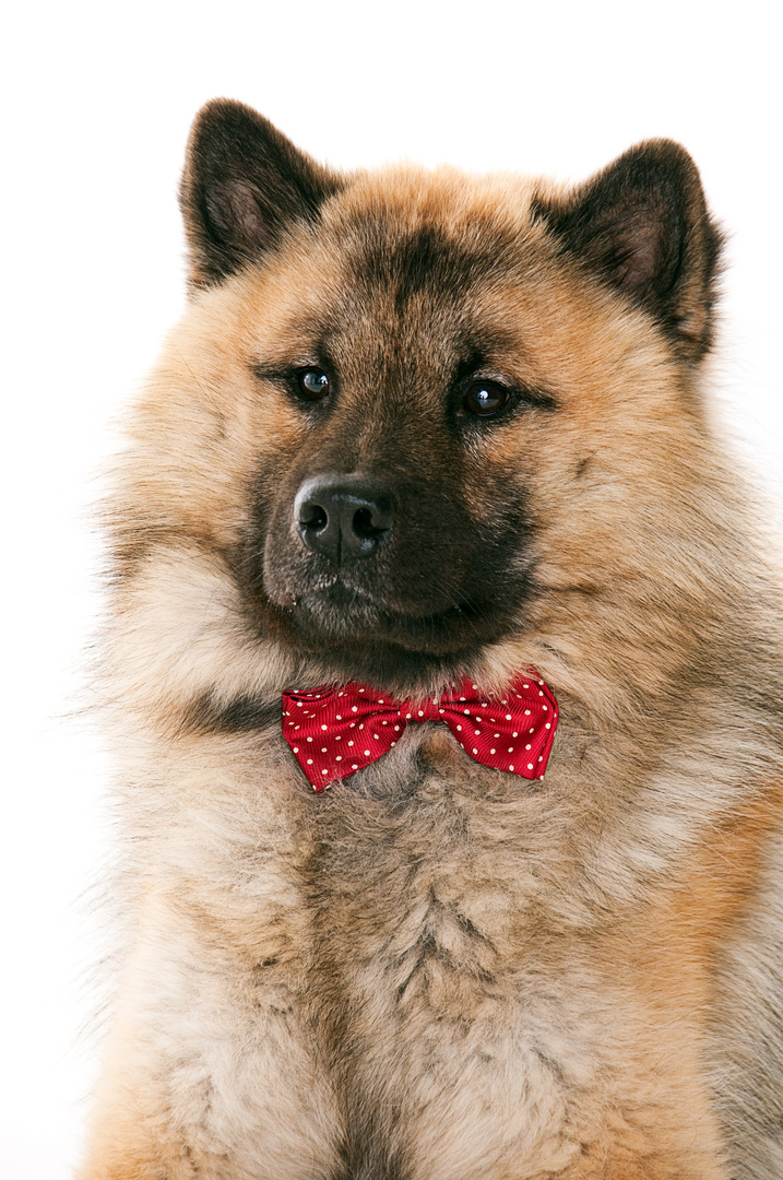 Eurasier mit Fliege