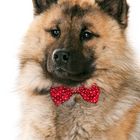 Eurasier mit Fliege