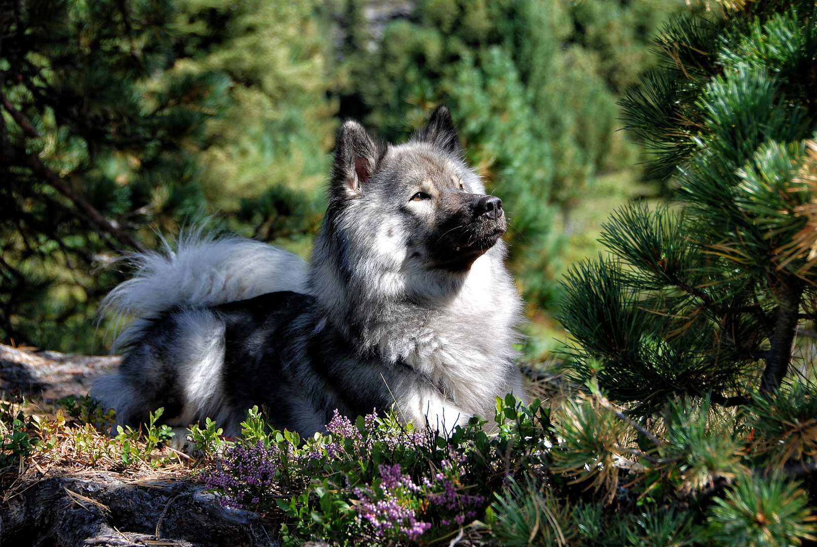 Eurasier mit Liegeplatz