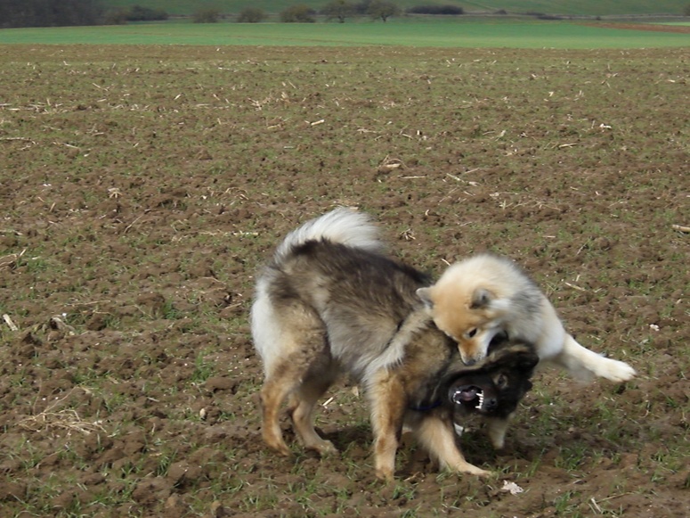 Eurasier Power1