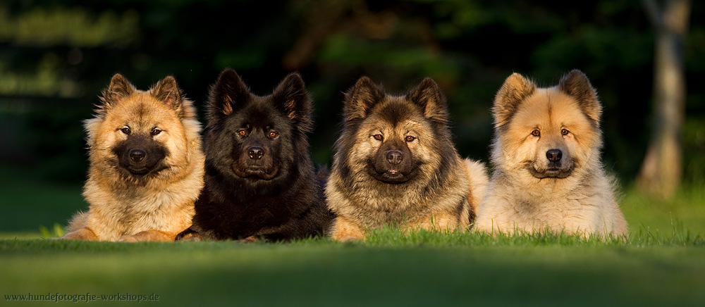 Eurasier-Quartett