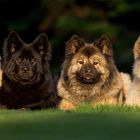 Eurasier-Quartett