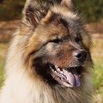 Eurasier Rüde