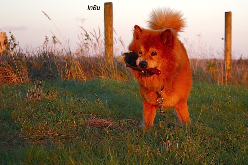 Eurasier Rüde