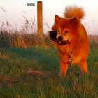 Eurasier Rüde