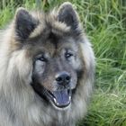 Eurasier Rüde im Juni