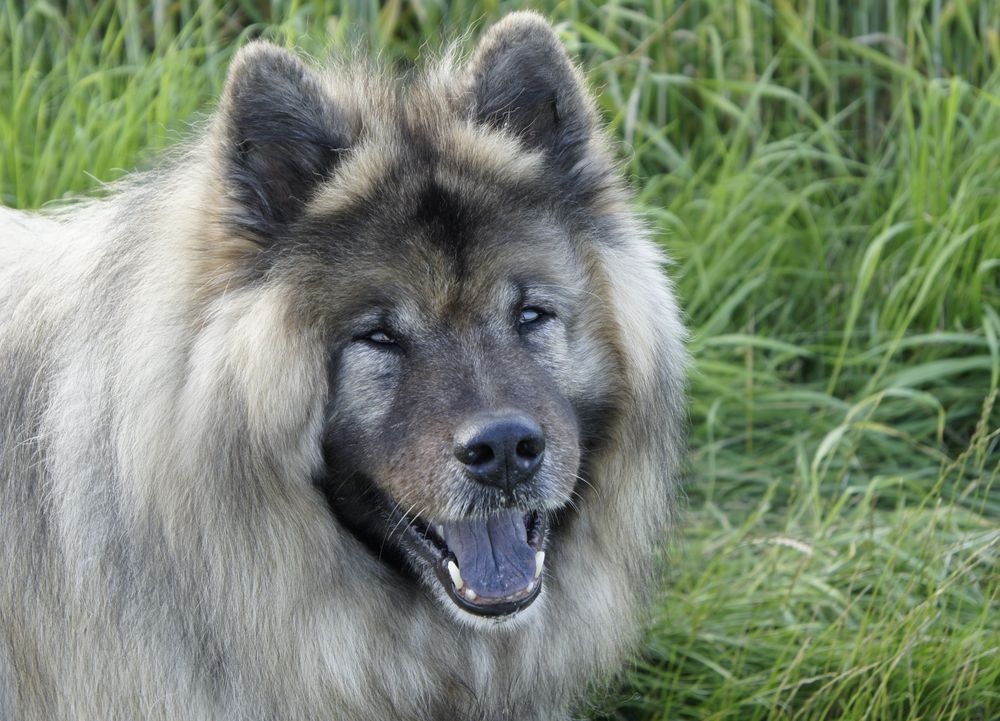 Eurasier Rüde im Juni