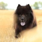 Eurasier Senior (14J)