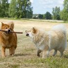 Eurasier Spiele