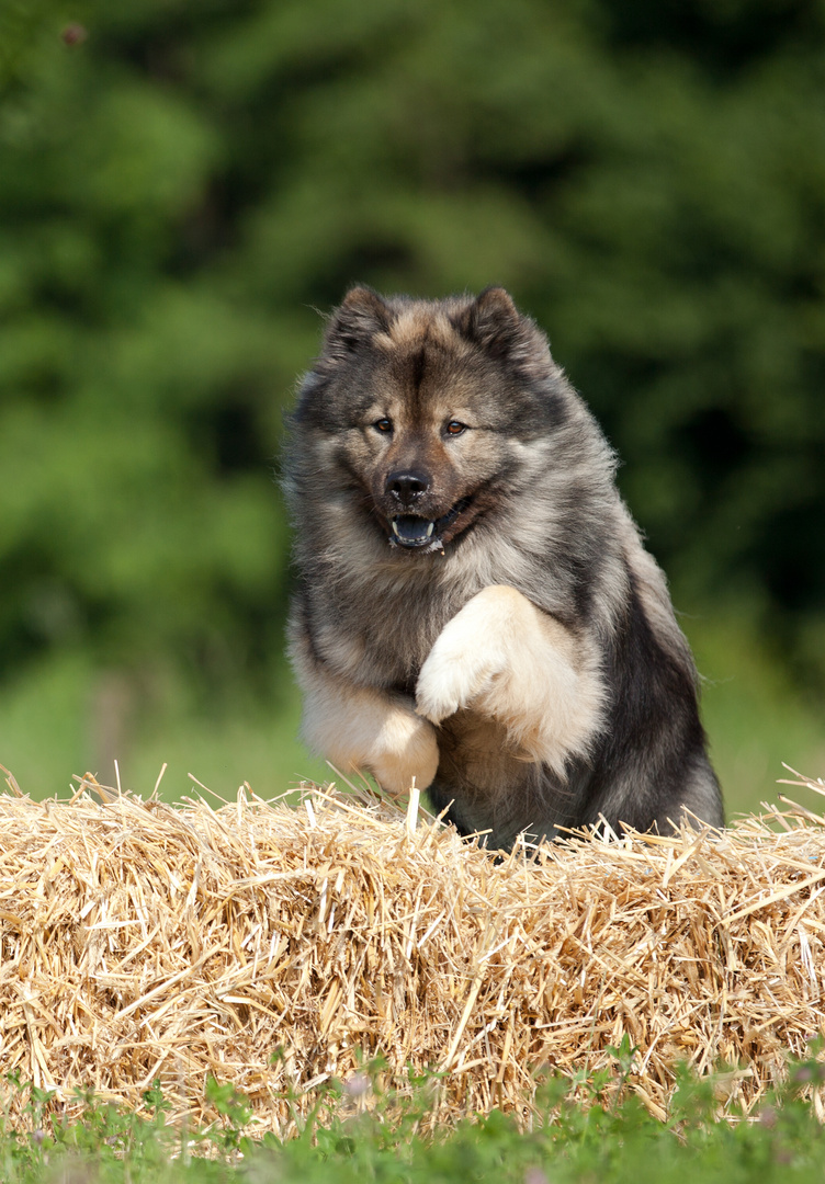 Eurasier Timmy in action