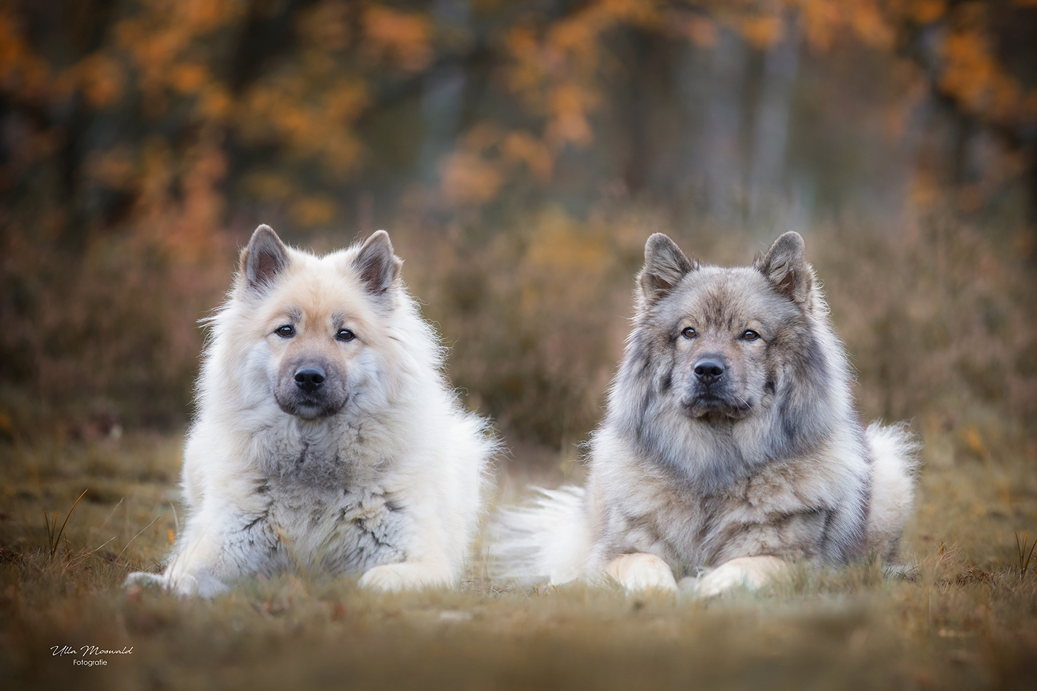 ...Eurasier unter sich...