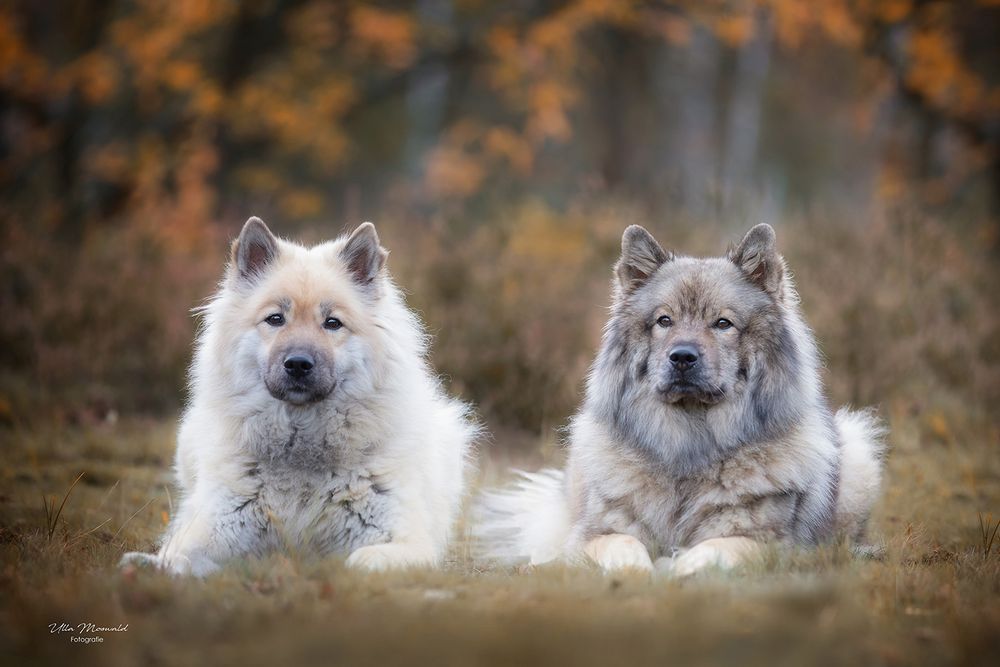 …Eurasier unter sich… Foto & Bild outdoor, hunde, hund Bilder auf