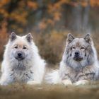 ...Eurasier unter sich...