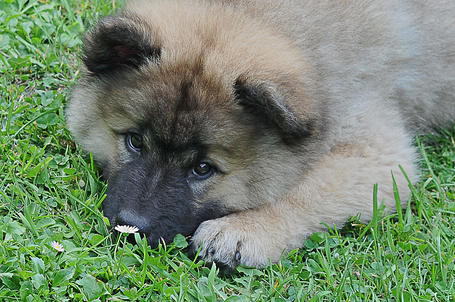 Eurasier-Welpe