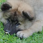 Eurasier-Welpe