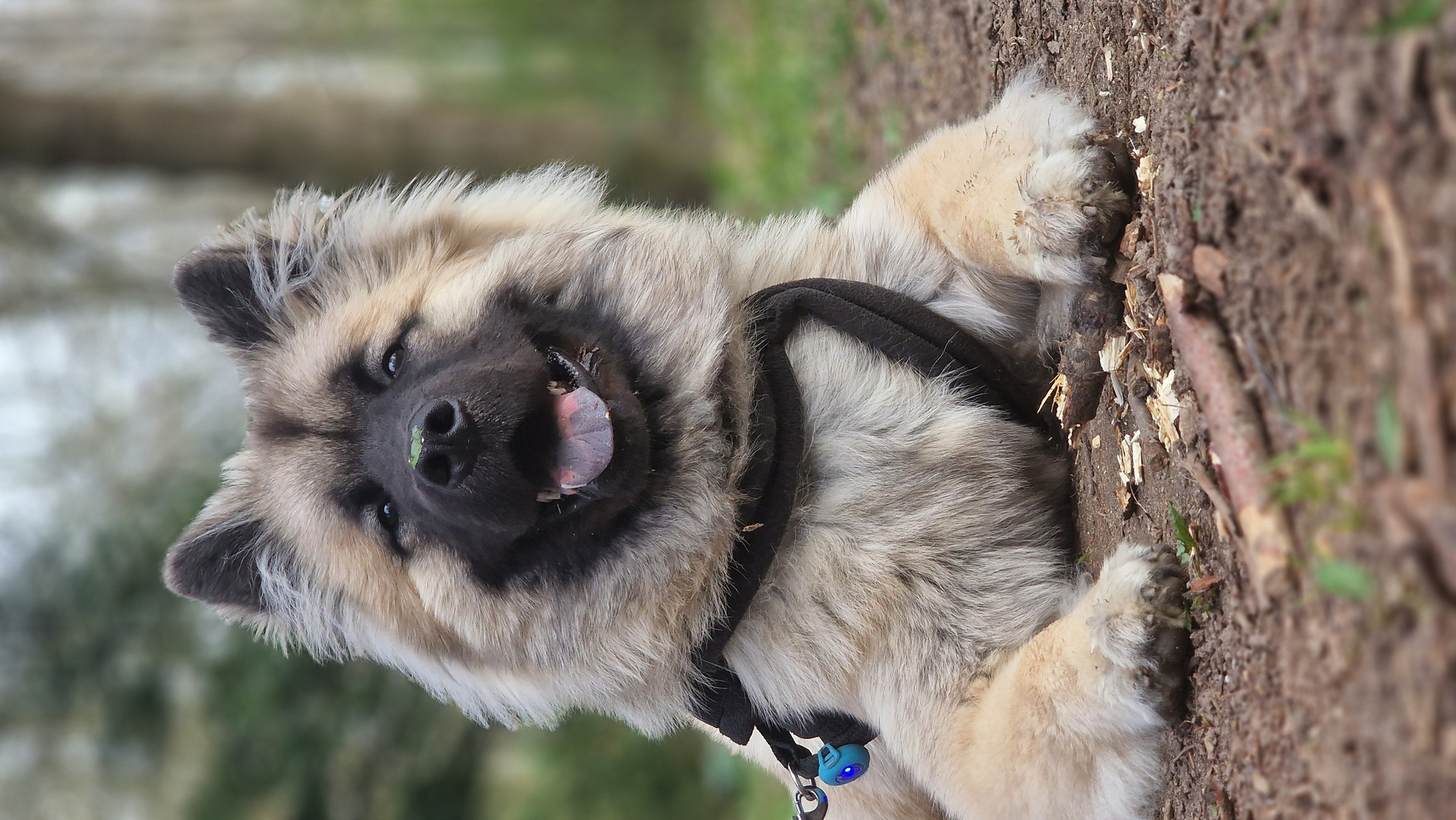 Eurasier Welpe entspannt im Wald - Oreo 7 Monate