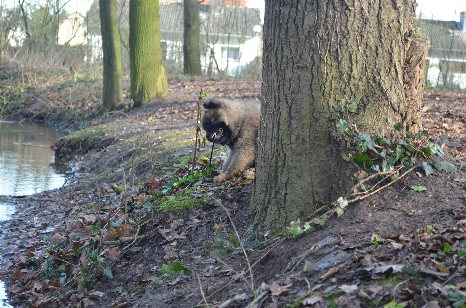 Eurasier Welpe Maya