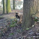 Eurasier Welpe Maya