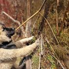 Eurasier Welpe zieht Stock aus dem Wasser 