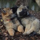 Eurasier Welpen