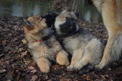 Eurasier Welpen