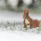 Eurasische Eichhörnchen (Sciurus vulgaris)