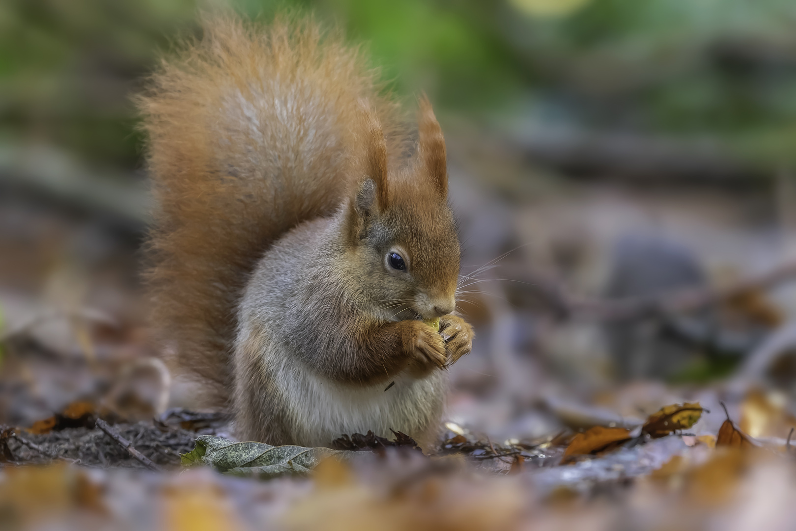 Eurasische Eichhörnchen (Sciurus vulgaris)