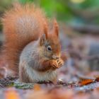 Eurasische Eichhörnchen (Sciurus vulgaris)