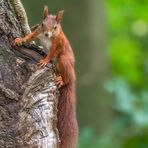 Eurasische Eichhörnchen (Sciurus vulgaris)