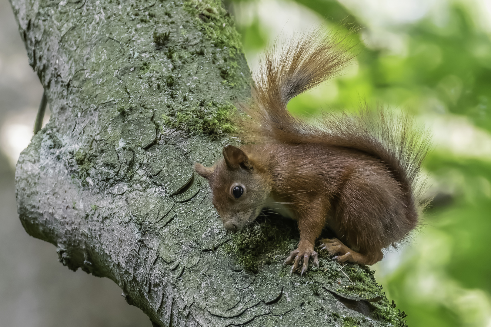 Eurasische Eichhörnchen (Sciurus vulgaris)