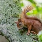 Eurasische Eichhörnchen (Sciurus vulgaris)