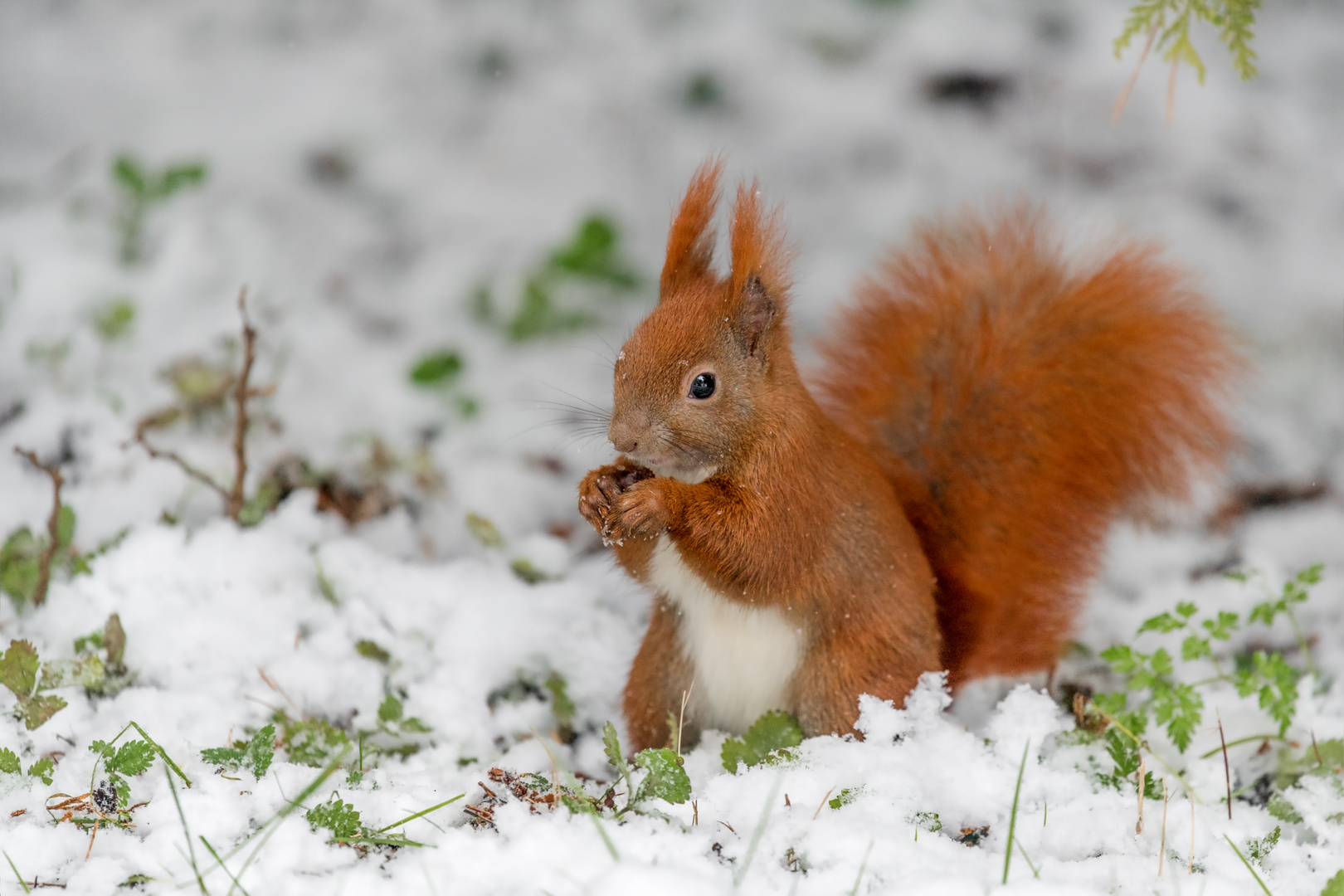 Eurasische Eichhörnchen (Sciurus vulgaris)