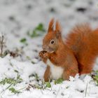 Eurasische Eichhörnchen (Sciurus vulgaris)