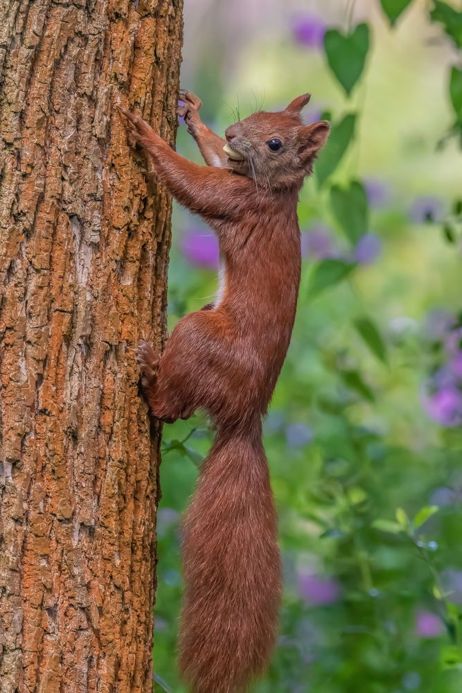 Eurasische Eichhrnchen (Sciurus Vulgaris) Foto & Bild | Tiere