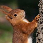 Eurasische Eichhörnchen (Sciurus vulgaris)