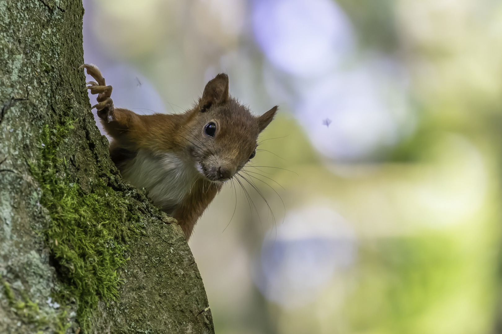 Eurasische Eichhörnchen (Sciurus vulgaris)