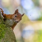 Eurasische Eichhörnchen (Sciurus vulgaris)