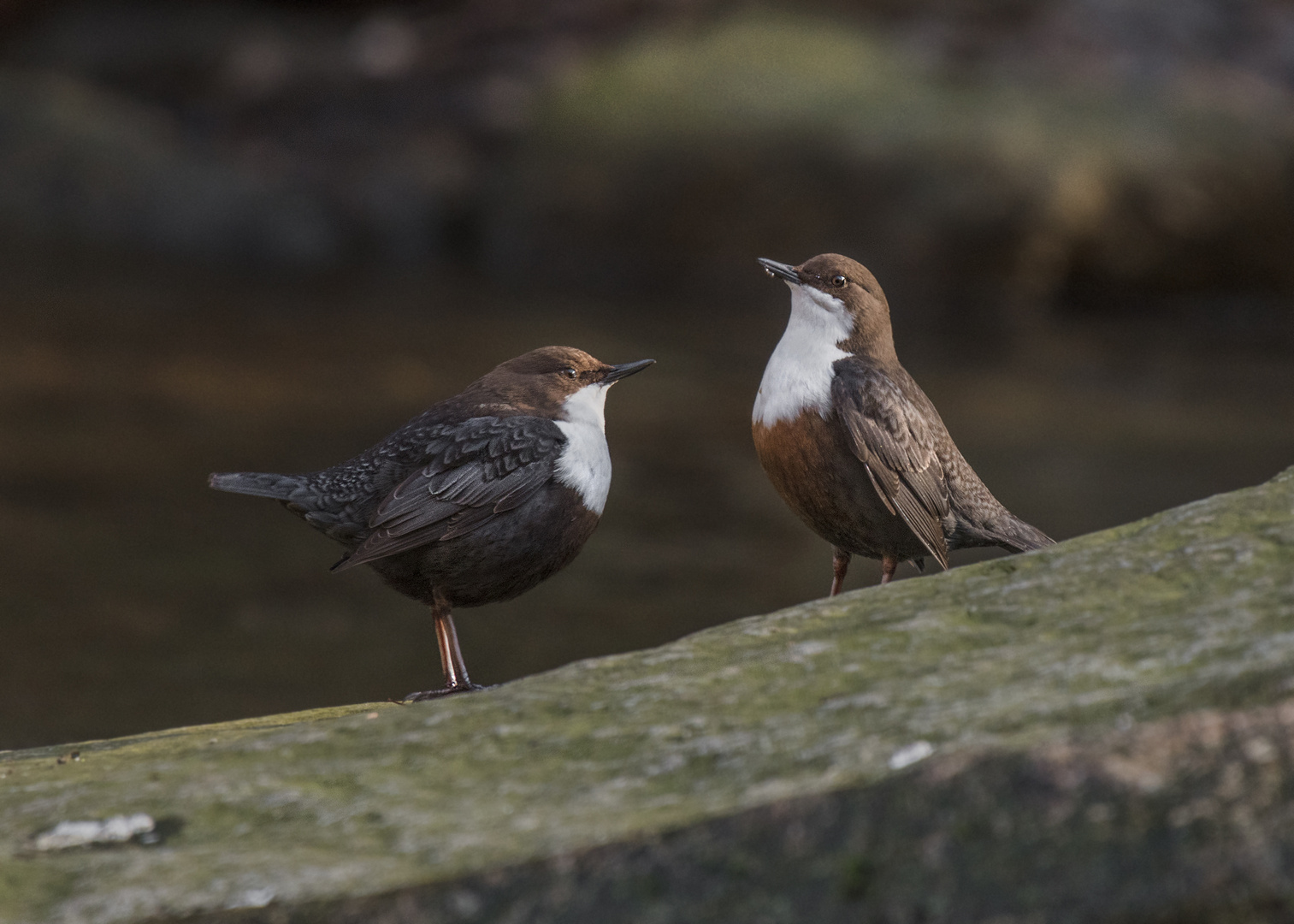 Eurasische Wasseramsel (Cinclus cinclus) 