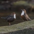 Eurasische Wasseramsel (Cinclus cinclus) 