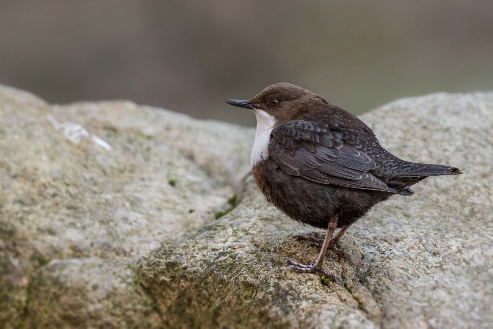 Eurasische Wasseramsel (Cinclus cinclus)