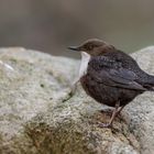 Eurasische Wasseramsel (Cinclus cinclus)