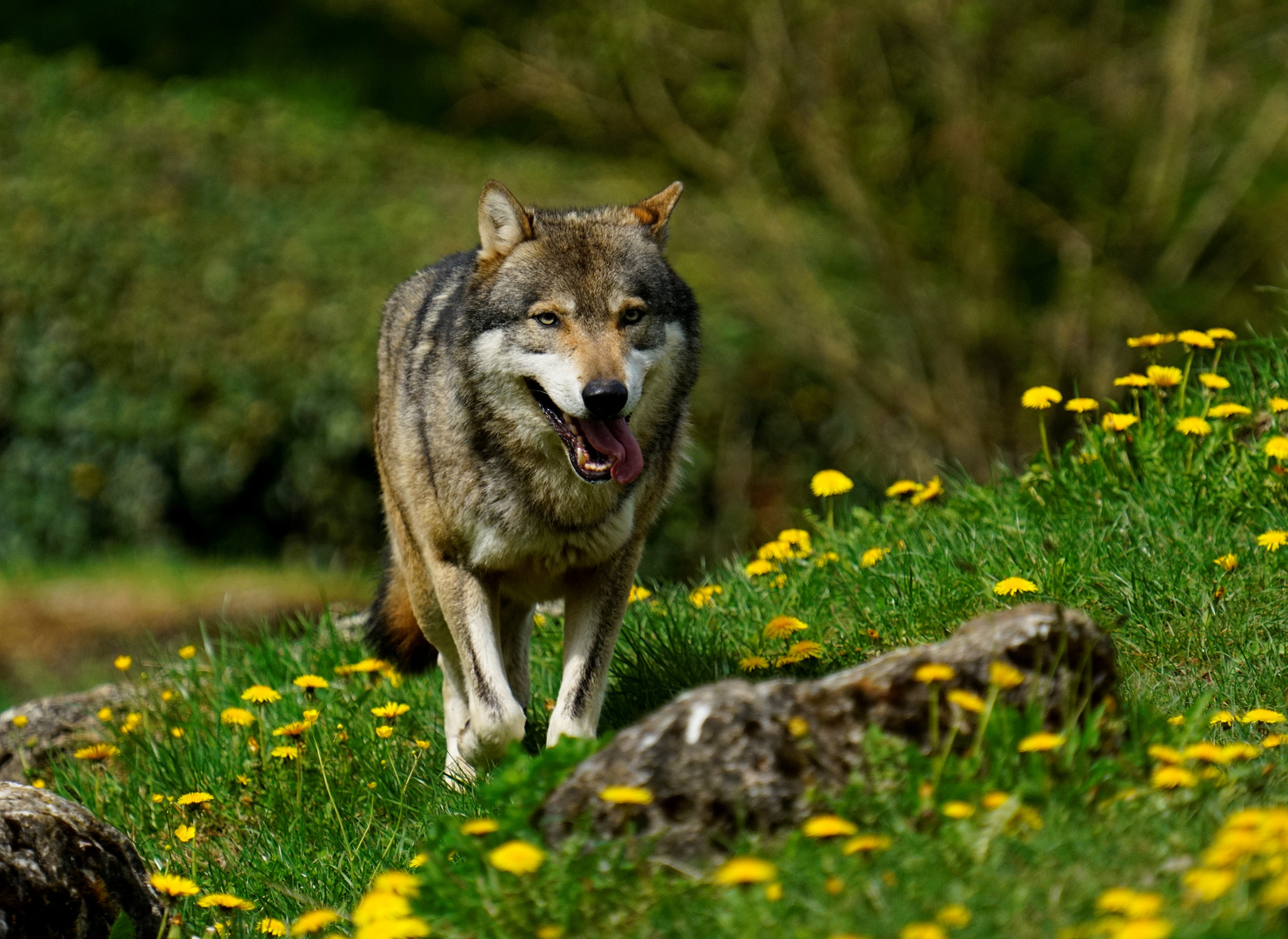 Eurasische Wolf 