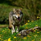 Eurasische Wolf 