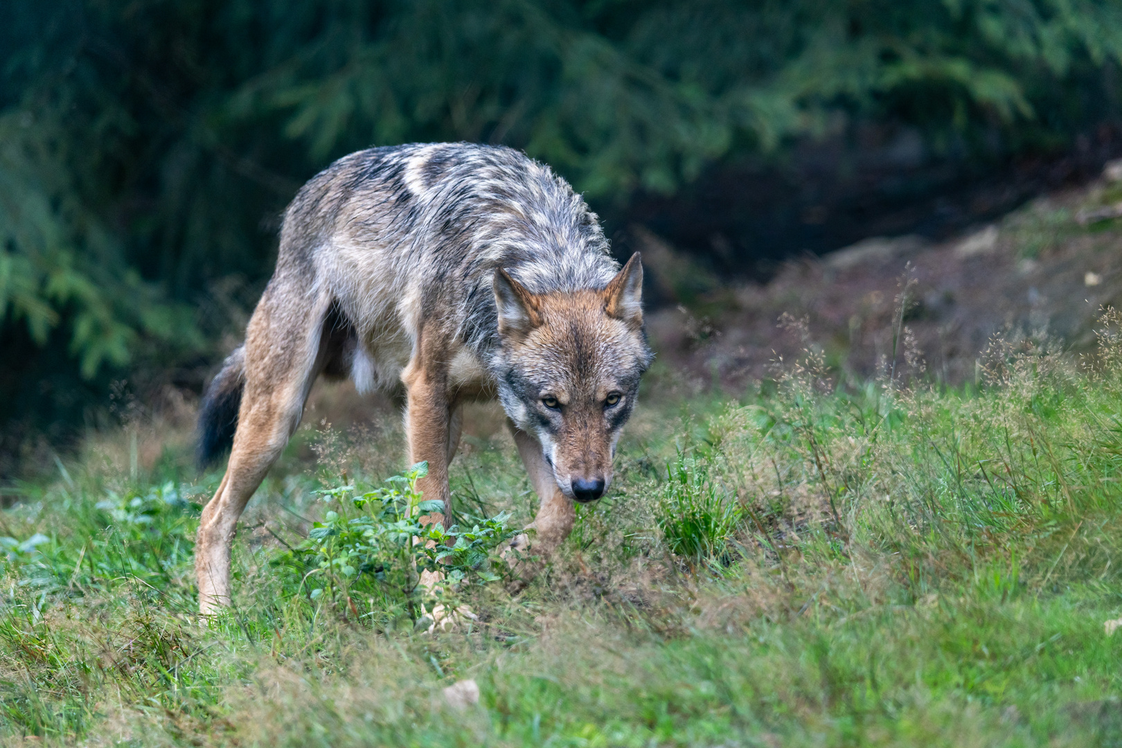 Eurasische Wolf