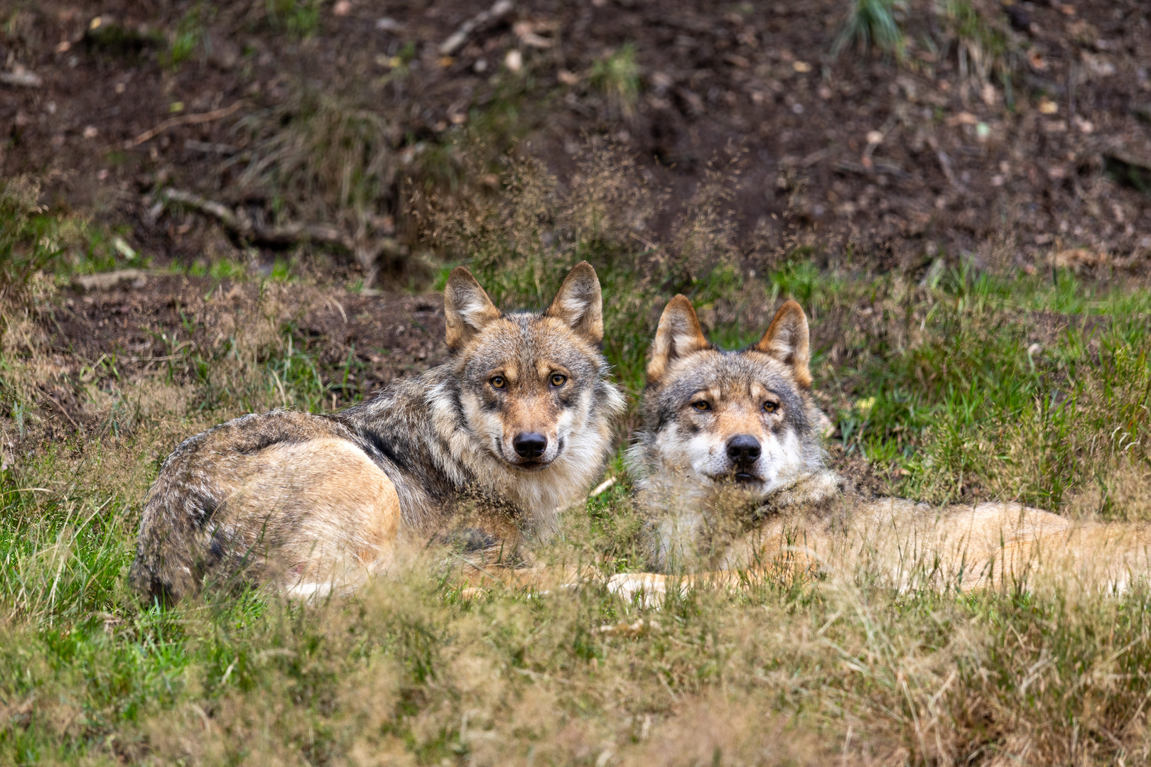 Eurasische Wolf