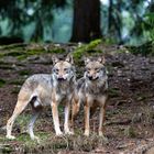 Eurasische Wolf