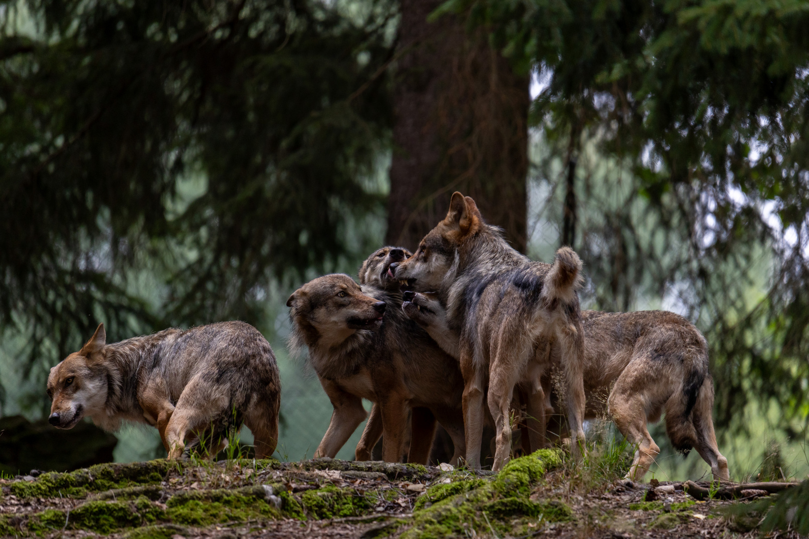 Eurasische Wolf