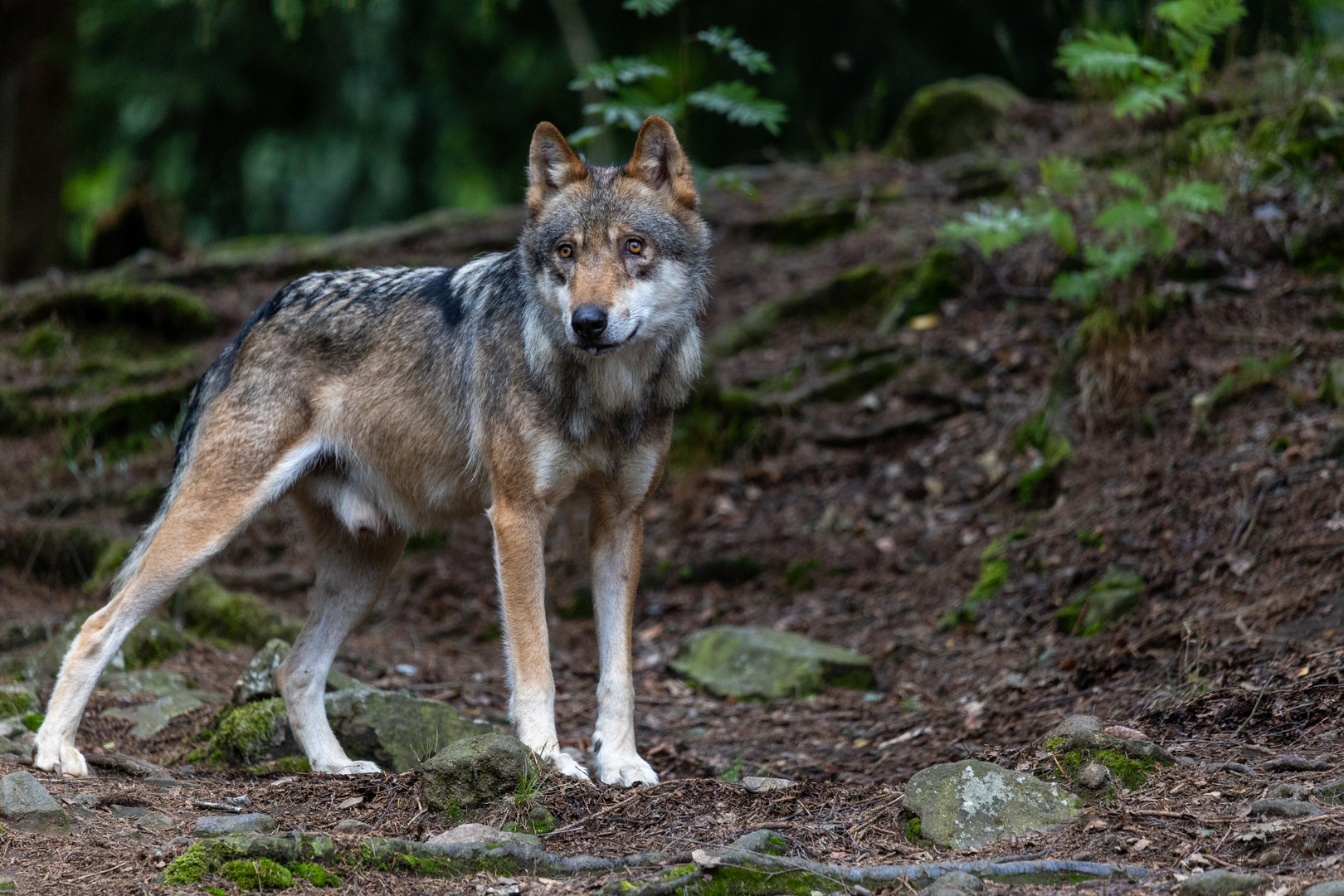 Eurasische Wolf