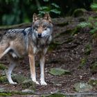 Eurasische Wolf